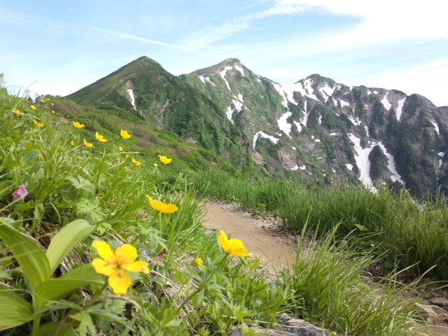 お花の付きが例年になく良い、シナノキンバイが鹿島槍登頂を後押ししてくれます。 