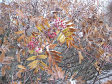 ナナカマドの紅葉に終わりを告げる積雪 