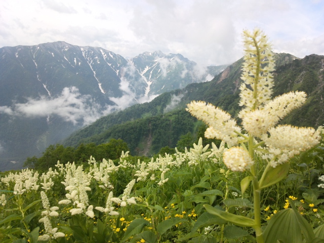コバイケイソウ花盛り。種池山荘周辺の山肌は、斜面が花で埋め尽くされています。