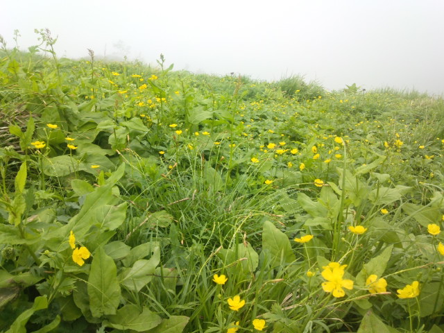 新越山荘周辺のお花畑では、コバイケイソウが最終盤を迎え、キンポウゲやシナノキンバイがどんどんと咲きだし梅雨明けを待っています。