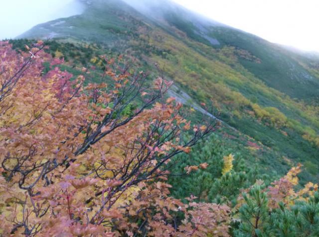 爺ヶ岳　稜線の紅葉が進んでいます