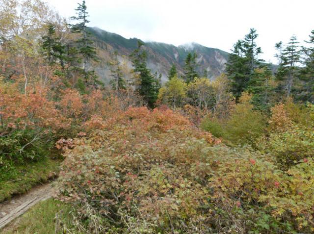 主稜線の紅葉は、霜でずいぶんと傷め付けられてしまいました。それでももう少し、色も乗ってきそうな感じの冷池山荘周辺です。