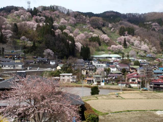 ヤマザクラを大切に残してきた、小川村や旧 中条村の人々の優しさが手に取るようにわかります。オリンピック道路を走りながら、観賞できるみごとなまでの桜絵巻です。