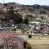ヤマザクラを大切に残してきた、小川村や旧 中条村の人々の優しさが手に取るようにわかります。オリンピック道路を走りながら、観賞できるみごとなまでの桜絵巻です。