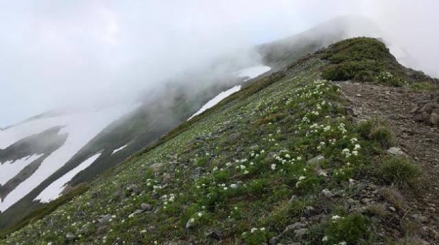 ハクサンイチゲの群落　布引岳から鹿島槍南峰にかけての西斜面は、風に飛ばされて雪も少なめの場所。毎年いち早く咲き出しますが、それにしても早いですね。　　