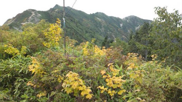 冷池山荘周りも黄葉が少しずつ進みだしました。