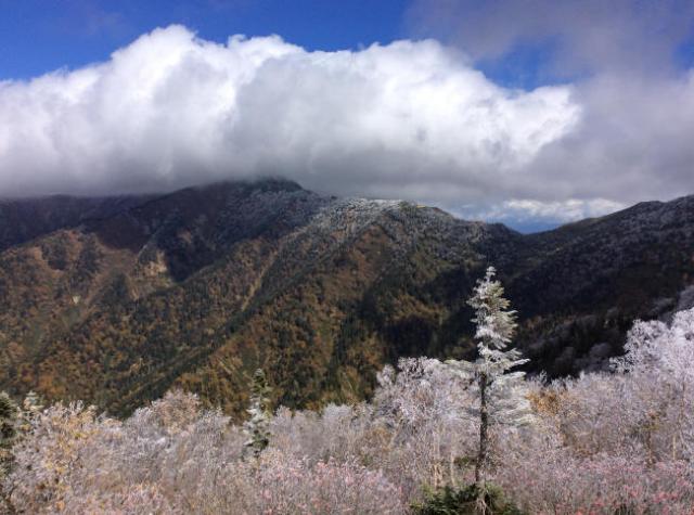 標高2300ｍから上は、すべての木々に霧氷の白い華が咲きました。鹿島槍は終日雪雲の中