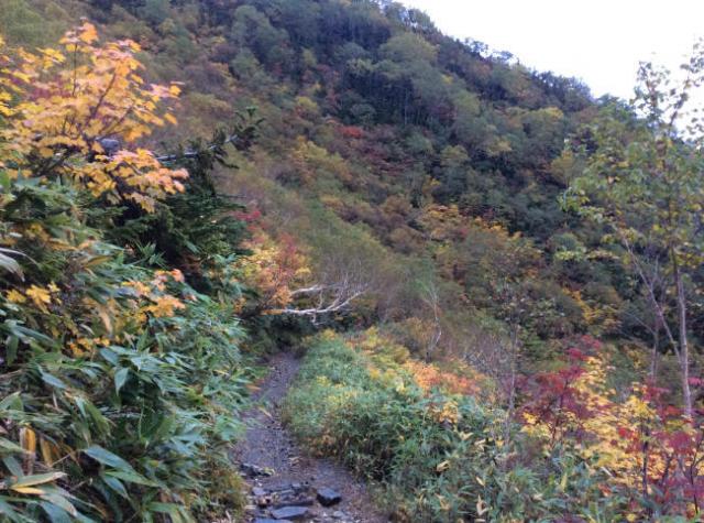 柏原新道の上部「石ベンチ」から「ガラバ」にかけての紅葉は三分ぐらいの色付き。