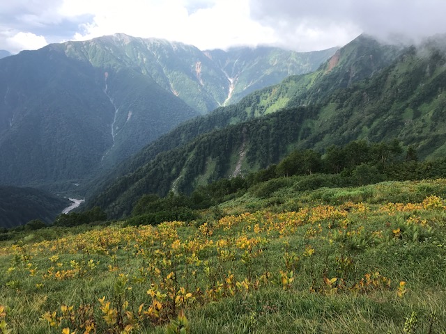 日に日に葉っぱが黄色くなるコバイケイソウ。蓮華岳も姿を見せてくれました。