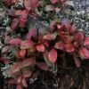 主稜線で色づくウラシマツツジの葉