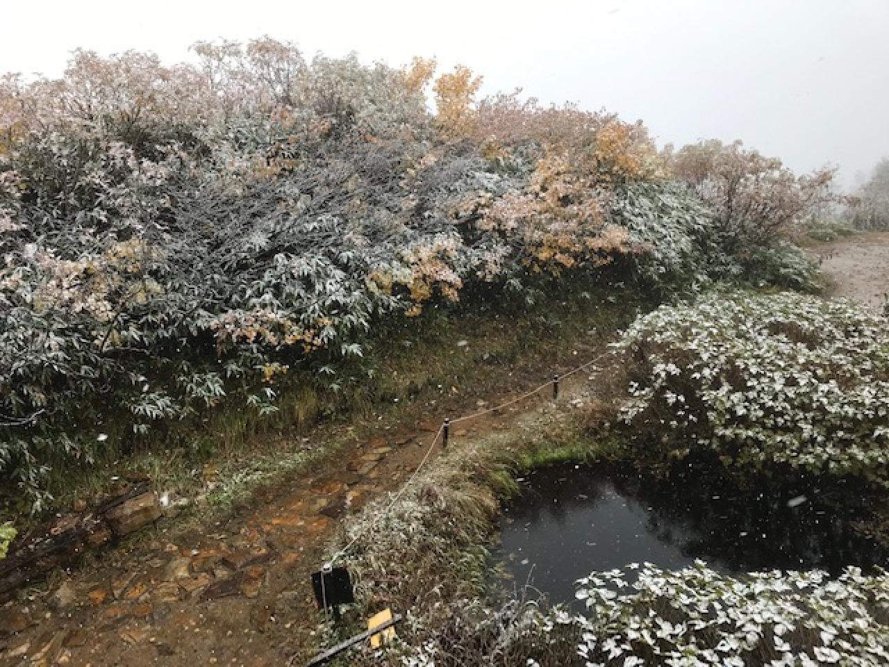 15時　冷池横の黄葉の木々が白く染まりました