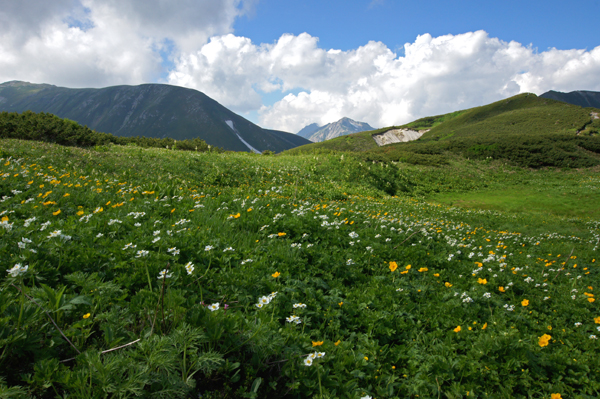 ハクサンイチゲやシナノキンバイ咲く弓折岳稜線花見平 