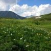 ハクサンイチゲやシナノキンバイ咲く弓折岳稜線花見平 