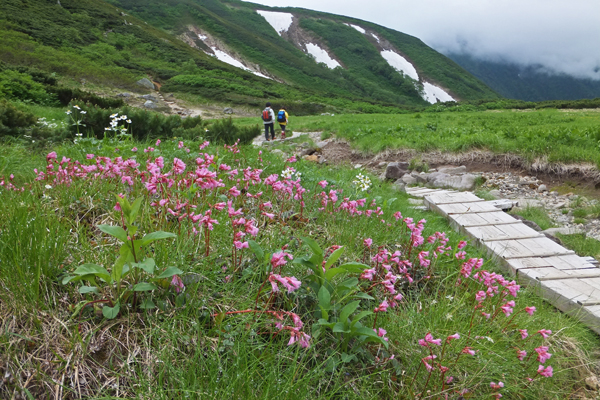 コイワカガミやハクサンイチゲ、ミヤマキンポウゲ咲く双六池付近の登山道 