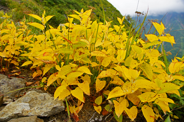 葉が黄色く色づくウラジロタデ 