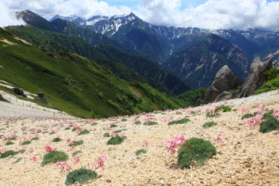 燕岳周辺に咲く高山植物の女王コマクサ 