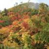 燕岳の紅葉は合戦小屋上部の三角点から始まります。昨年より一週間程遅れていますが、今年も鮮やかな色合いを見せ始めています 