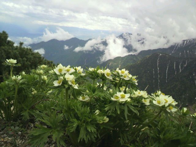 稜線でも続々花が咲き始めました 