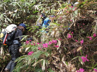 合戦尾根の下部ではムラサキオツツジが咲きました 