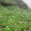 ハクサンイチゲとシナノキンバイのお花畑 