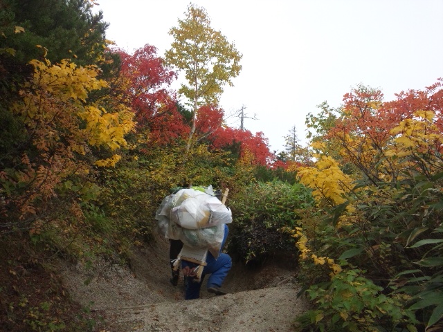 小屋から合戦尾根を下るスタッフ　登山道脇はすっかり紅葉しています 