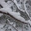 木の枝に雪が吹きついて出来た立派なエビのしっぽがありました。冬山らしい光景です。 