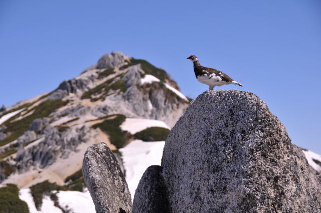 この雷鳥は体は大きくないのですが、なかなか威勢がよく、天敵にもめげず、岩の上で縄張りを主張しています。　
