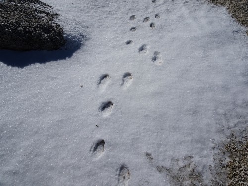 雪にはウサギの足跡が・・・