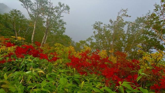 ナナカマドの葉がだいぶ赤く染まっています