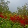 ナナカマドの葉がだいぶ赤く染まっています