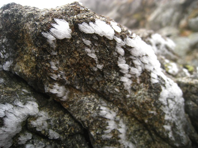 岩には小さなエビのしっぽが 