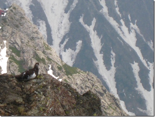 最近、雷鳥の雄が岩の頂で偵察しているのをよく見かけます。 