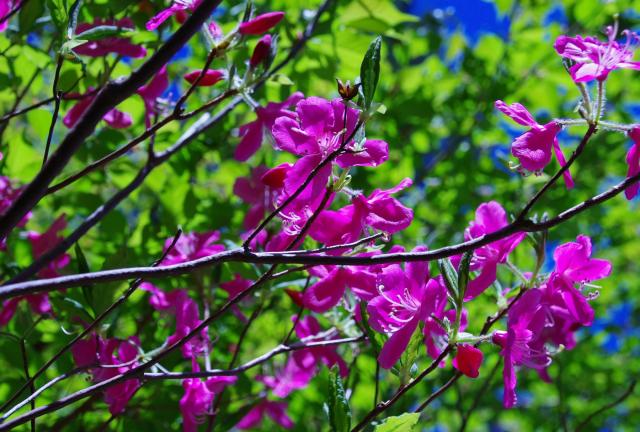 槍沢ロッジ辺りは、木の花も咲いています。