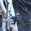 ダケカンバの林の中で見かけたのは小型のキツツキ種であるコゲラ。