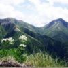 登山道脇に咲く白い花は「ハクサンイチゲ」です。山は常念岳（右)と横通し岳（左）です。 西岳近くより