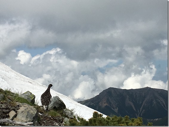 昨日、中岳で雷鳥のつがいに出逢いました。