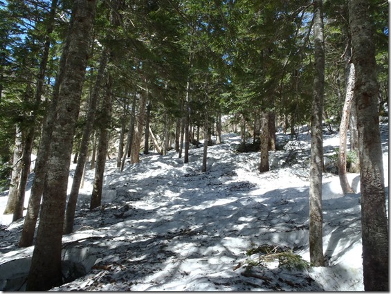 飛騨側から槍へのアプローチ　樹林帯はまだ２ｍ近く雪が吹き溜まっている個所がありました。