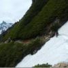 大天井岳付近の雪渓トラバースの雪切りなど登山道整備に入りました。（撮影　大天井ヒュッテ）