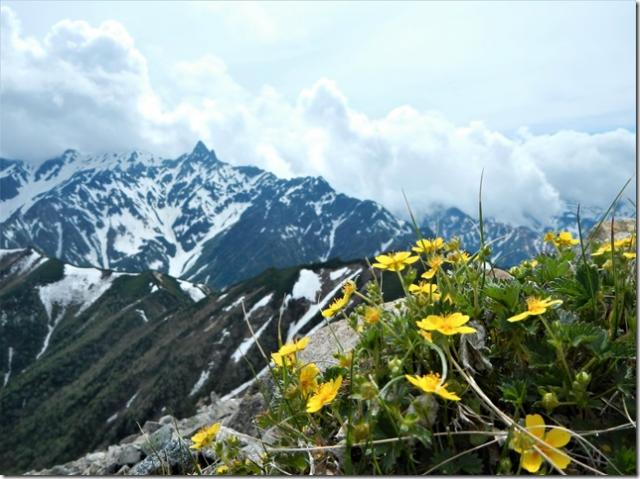 大天井岳の稜線沿いにはミヤマキンバイが既に沢山の花を咲かせ景色と共に楽しませてくれています。（撮影　大天井ヒュッテ）