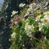 イワカガミとキバナシャクナゲ　雪溶けが進み、山荘周辺には色とりどりの花が咲いています。晴れた日にはこんな光景が・・