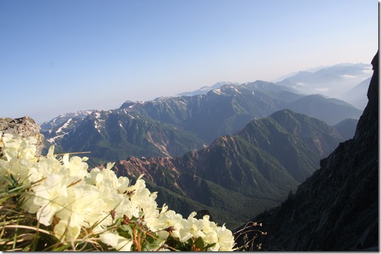 西鎌側のキバナシャクナゲ　晴れた日には山とお花が楽しめます。