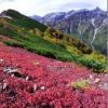 クロマメノキの紅葉と槍ヶ岳  撮影　大天井ヒュッテスタッフ