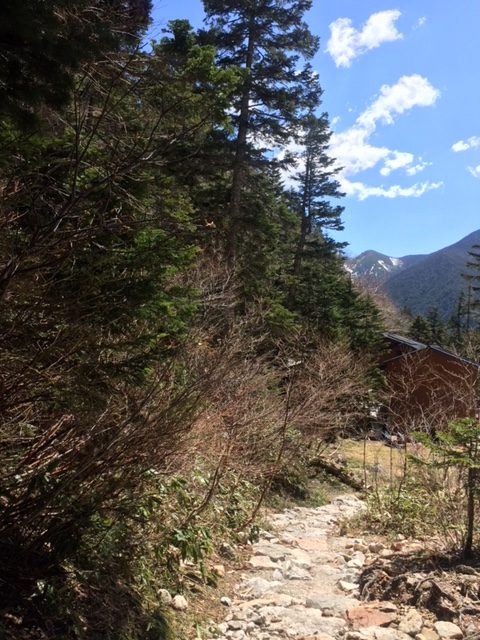 小屋の周辺でも雪解けし夏道（登山道）が出てきています。左側にある木々は枝の上にあった雪が無くなり伸びをするように上を向いています。