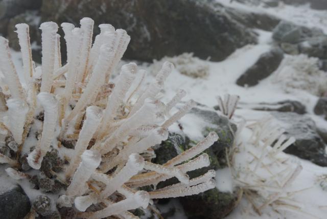 強風と降雪の翌朝　地面や壁、石や植物などあらゆるものに面白い形の氷がびっしり付いていました。