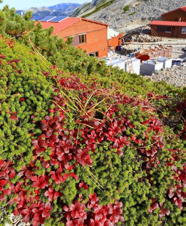 南岳山荘の裏手のウラシマツツジの紅葉