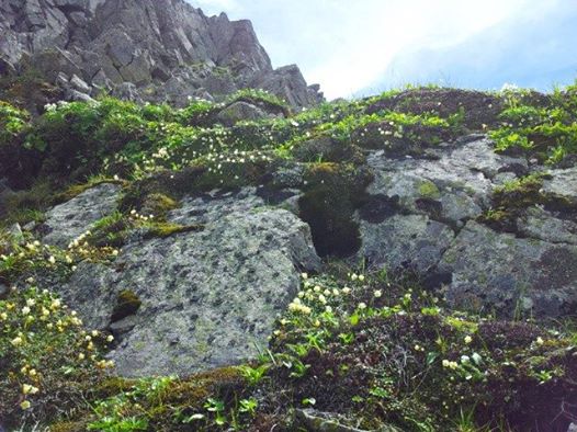 山荘周辺は岩ばかりの厳しい環境ですが、そのなかでも高山植物が咲きはじめています。