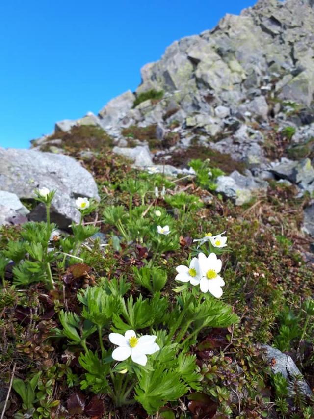 ザイテングラードや涸沢岳では、夏の花が咲き始め、足元を明るくしてくれています