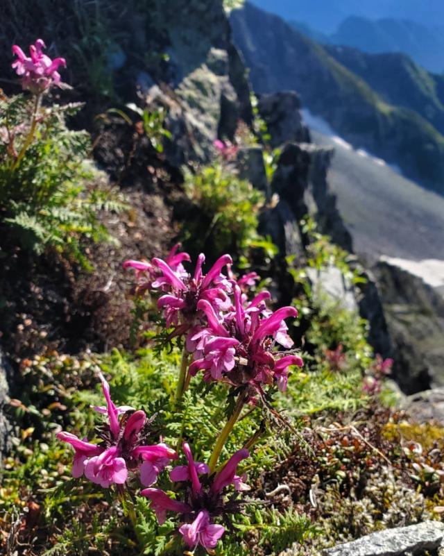 濃いピンク色の花はミヤマシオガマ　涸沢岳にて