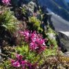 濃いピンク色の花はミヤマシオガマ　涸沢岳にて