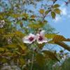 本谷周辺に咲くタカネザクラ 
